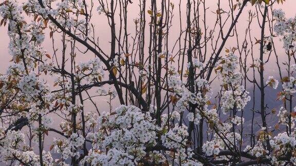 金川县的梨看起来像雪