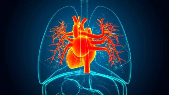 人体心脏解剖医学概念3D