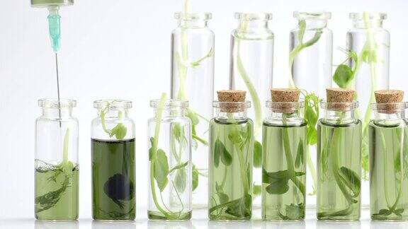 试管与微绿色和试剂在实验室培养新鲜植物研究用豆芽的选择超级食品生产叶绿素提取被倒在纯水中管近距离