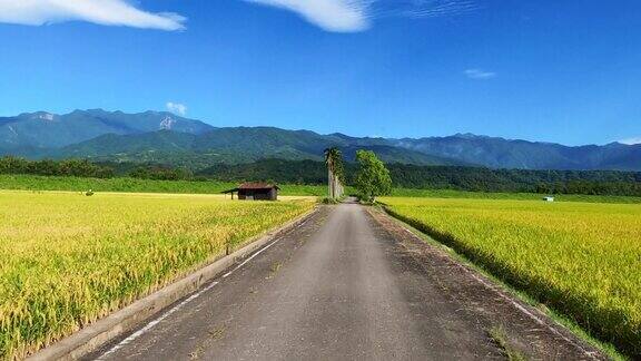 驾驶穿过台湾稻田的照片