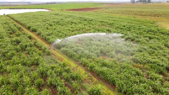 空中交响乐:无人机轨道洒水灌溉在郁郁葱葱的绿色种植园