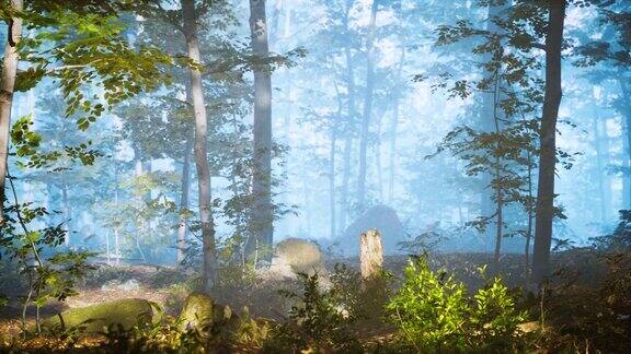 在寒冷多雾的早晨绿色森林的全景