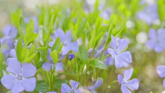长春花小自然背景蓝色的长春花或小长春花在风中摇曳有选择性的重点
