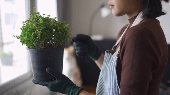 近距离的亚洲妇女持有和检查她的植物