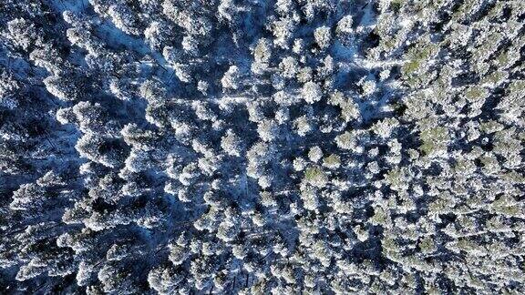 美丽的雪山高海拔森林景观在西藏中国