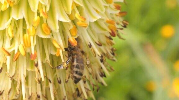 大蜜蜂的头消失在花中