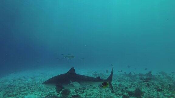 虎鲨游过珊瑚礁