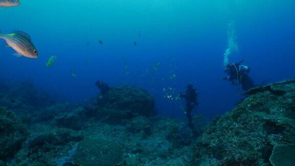 日本珊瑚礁中的一种斑蝶鱼(斑蝶鱼)