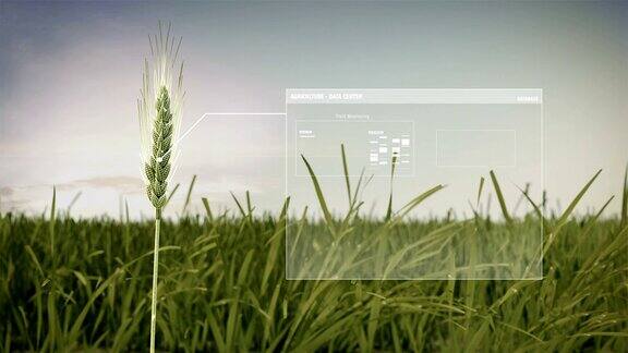 大麦青田大麦作物分析智慧农业数据分析智慧农业物联网第四次工业革命