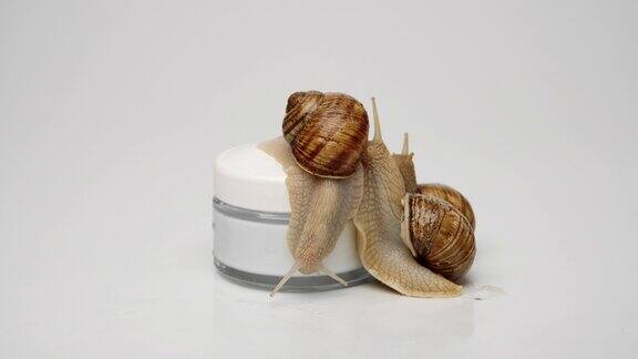 一罐化妆霜上有两只蜗牛爬到罐子上