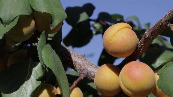 成熟的杏子挂在树枝上