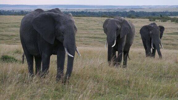 非洲象loxodontaafricana在肯尼亚马赛马拉公园的萨凡纳散步的小组实时4K
