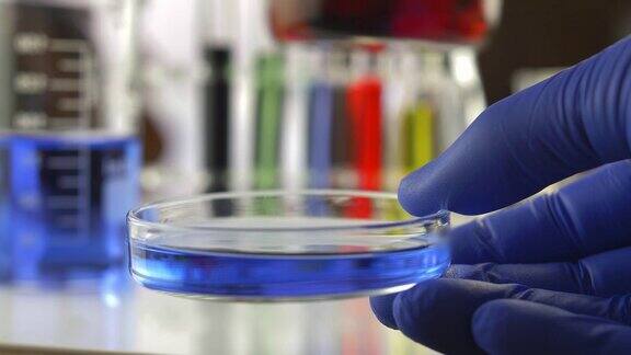 戴蓝手套将液体从烧杯倒入实验室的玻璃培养皿中