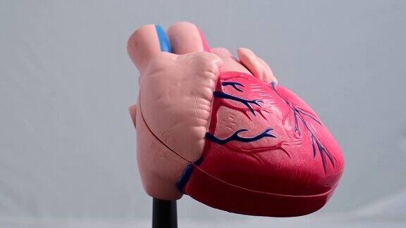 人体医学模型的旋转心脏