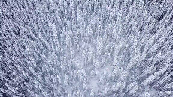 鸟瞰图山上的雪林在冬天的时间