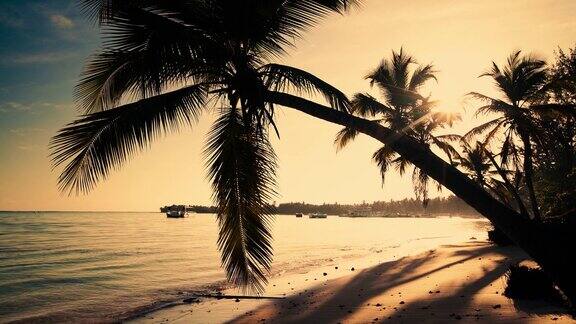 日出在热带岛屿海滩加勒比海和美丽的绿色棕榈树