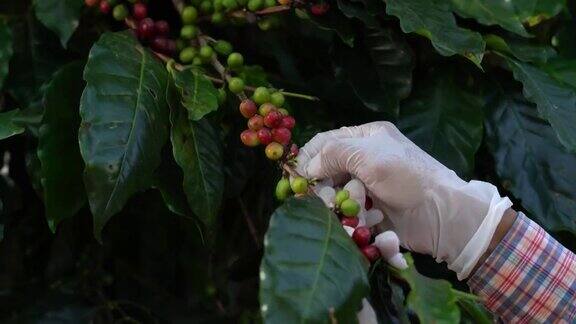 黄色新鲜成熟的树枝阿拉比卡或罗布斯塔有机咖啡浆果和豆树上作物果实的季节咖啡种植园农家收获田背景概念