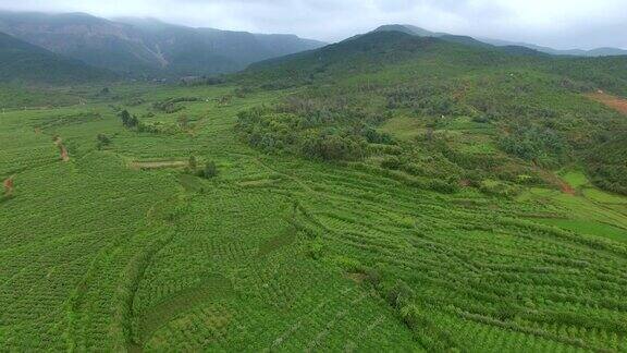 山上的食用玫瑰植物鸟瞰图