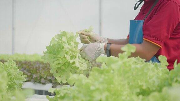 在温室里种植绿色沙拉和蔬菜园丁们精心照料有机蔬菜