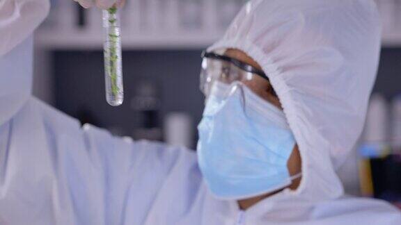 新冠病毒、试管和植物样本由一名在实验室从事研究或创新的科学家提供科学手或生物与一名戴着ppe口罩的男医生在实验室进行开发
