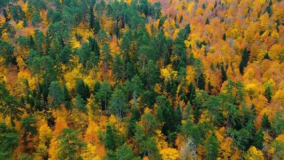 从黄色和橙色的秋叶密布的森林上空的无人机视图土耳其博卢的Yedigoller