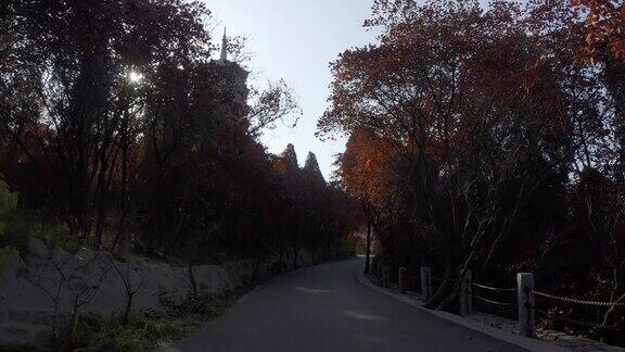 中国山东济南红叶谷景区的枫叶