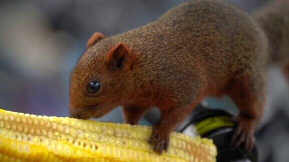 一只红毛松鼠正在吃甜玉米