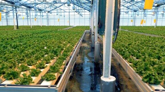 温室里成排的莴苣