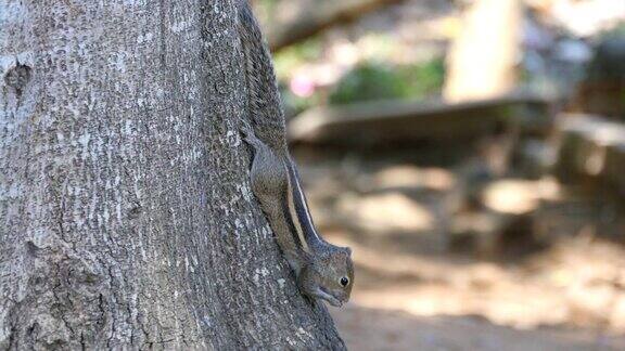花栗鼠坐在公园的树干上吃种子然后逃跑森林在背景近距离