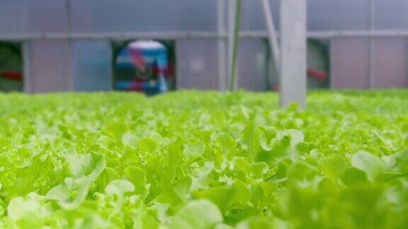 水培温室农场新鲜蔬菜清洁食品健康饮食理念