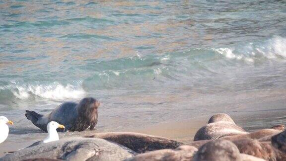 野生斑点毛皮海豹繁殖地太平洋港海狮游泳加利福尼亚美国