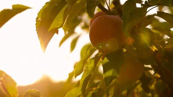 来自我们有机果园的美味红苹果