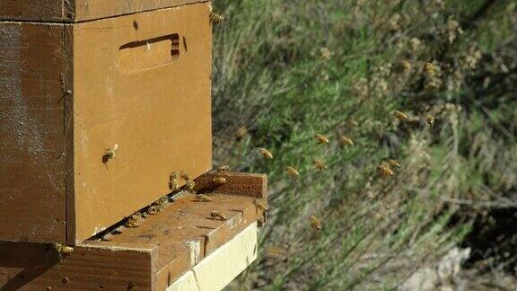 在一个阳光明媚的日子里成群的蜜蜂围绕着一个木制的室外蜂箱的入口
