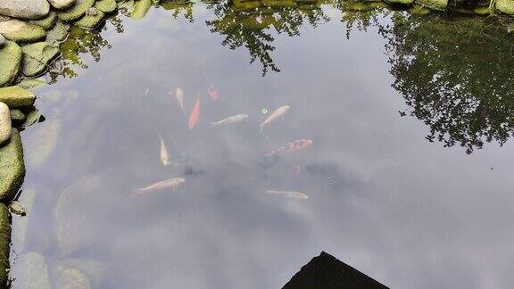 鱼在一个小的人工池塘里游泳