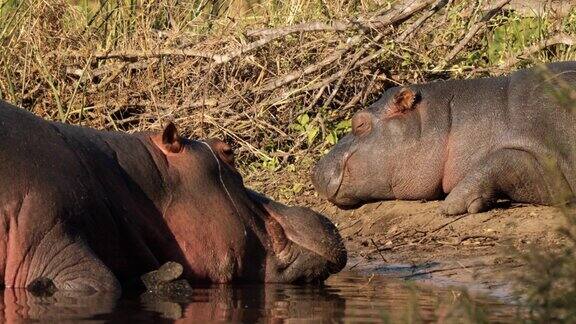 南非克鲁格国家公园的河马