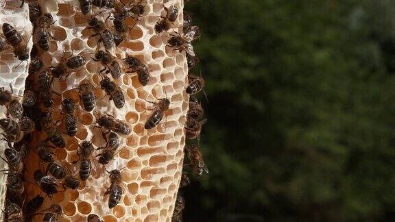 欧洲蜜蜂意大利蜜蜂野鳐上的黑蜜蜂诺曼底蜂巢