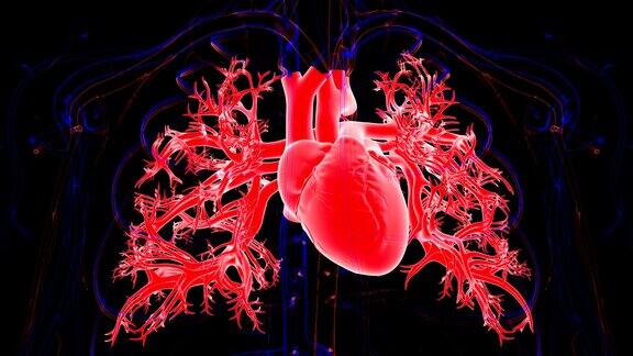 心脏跳动解剖医学概念3D