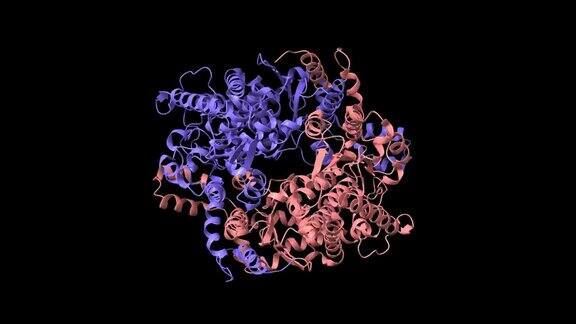人葡萄糖-6-磷酸异构酶的结构