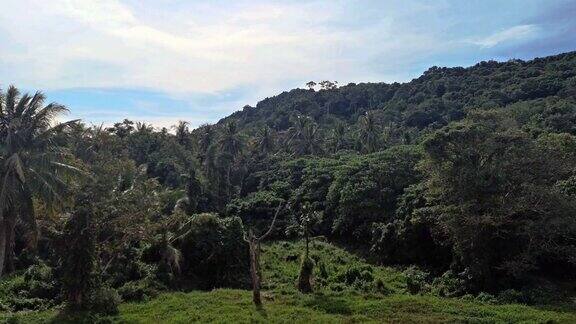 泰国甲米兰塔岛的原始雨林和丛林