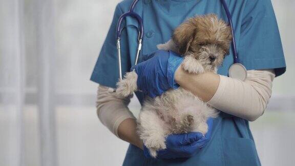 兽医检查了狗然后抱着它抚摸狗动物治愈概念电影4K(UHD)