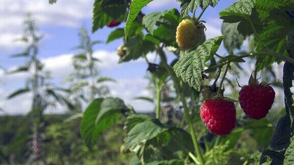 树莓浆果