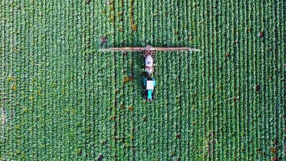 一辆拖拉机在卷心菜地里工作的俯视图农药喷洒拖拉机在大白菜田里工作