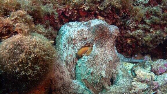 水下地中海海洋生物-安静的章鱼在海底