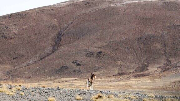 一群西藏野驴正在青藏高原的上游行走