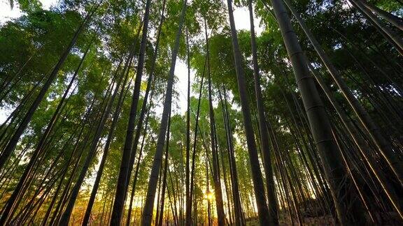 京都岚山美丽的竹林