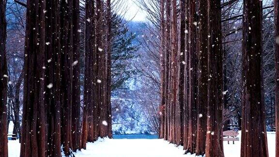 韩国奈美岛的排树和雪花奈美岛的冬天