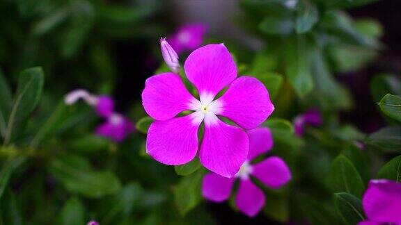 花园里有粉红色、紫色的长春花近距离拍摄花与风微距拍摄