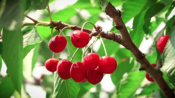 一串樱桃挂在树上孤零零的夏天的水果有机食品收获前树上的有机樱桃特写水果风中的美味水果意大利