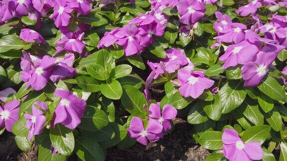 CatharanthusRoseus花或玫瑰长春花在花园里