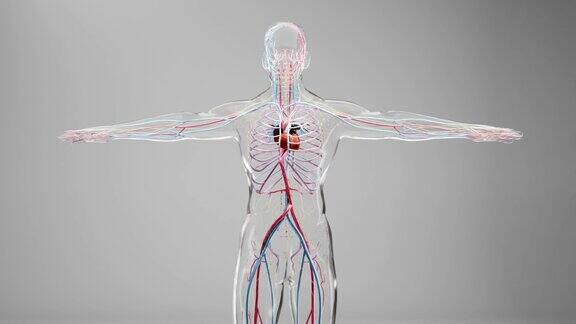 人体动脉和静脉循环系统心脏和动脉血管的医学精确动画3d渲染